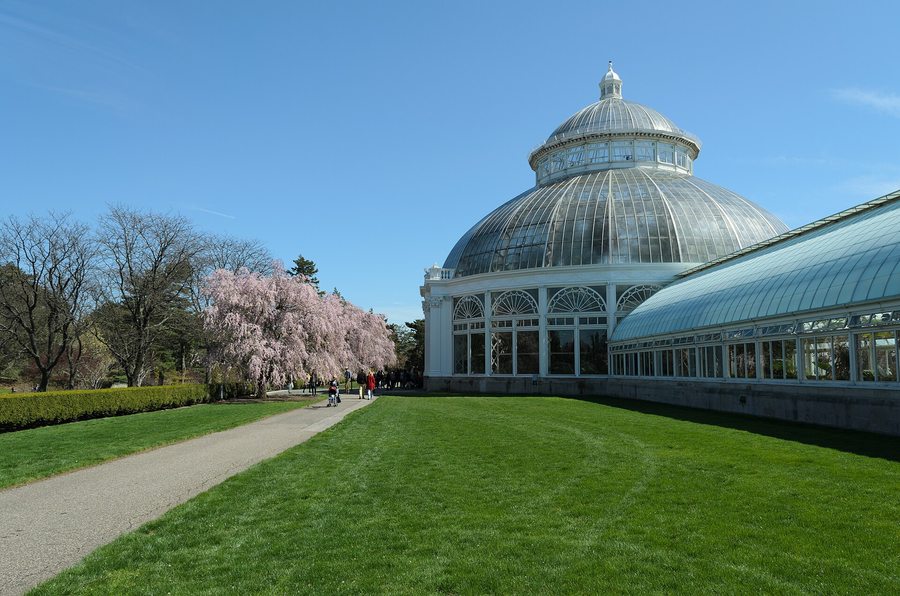 The glass Enid A. Haupt Conservatory at the New York Botanical Garden with cherry blossoms